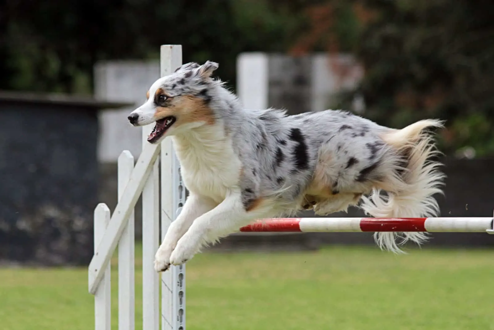 Aussie Jack
