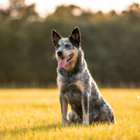 Australian Shepherd Blue Heeler sitting outside
