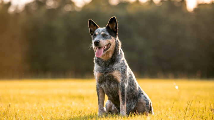 Australian Shepherd Blue Heeler Mix: Important Features