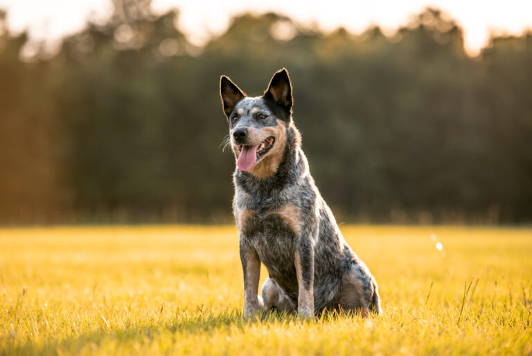 Australian Shepherd Blue Heeler sitting outside