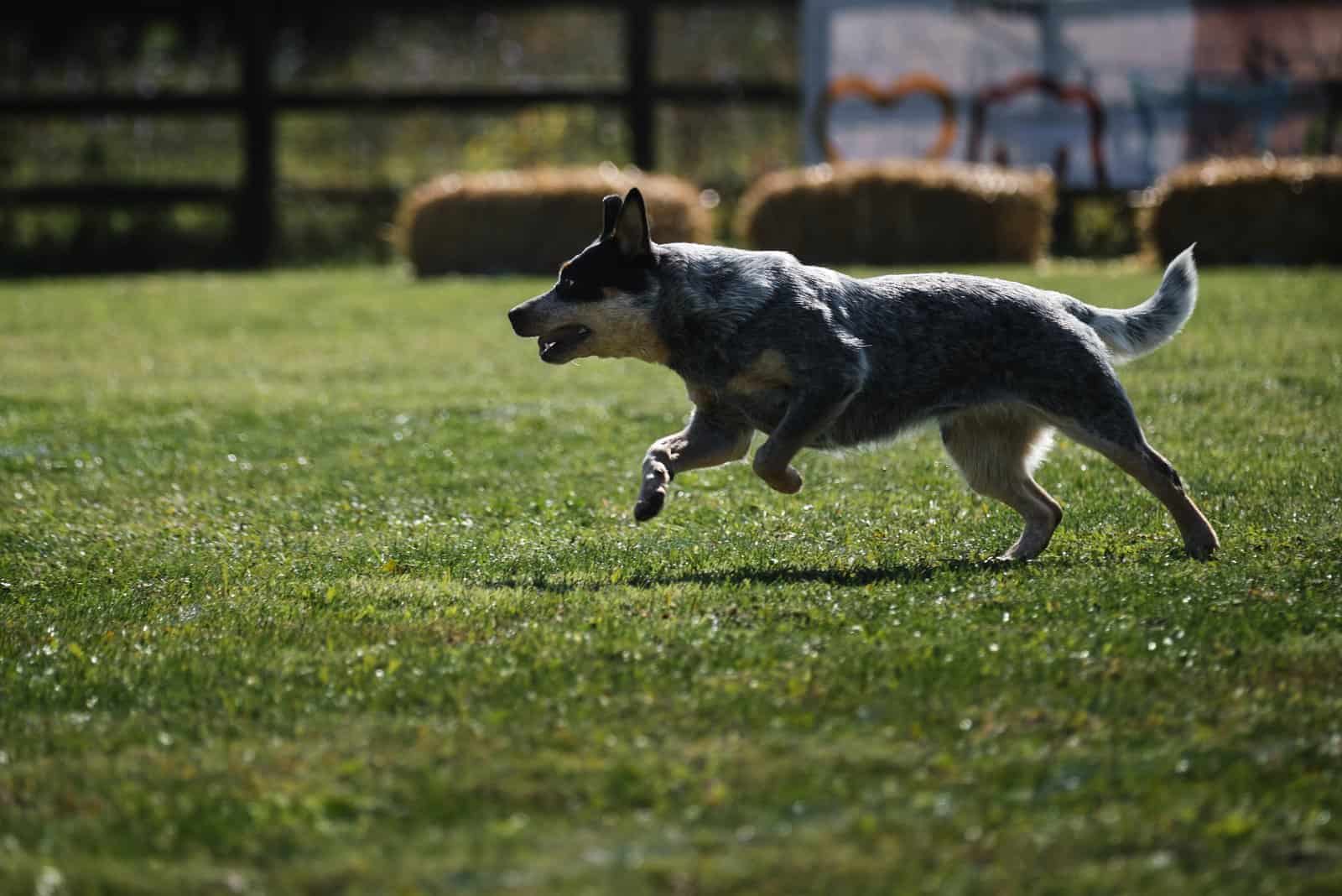 Australian Shepherd Blue Heeler running on grass