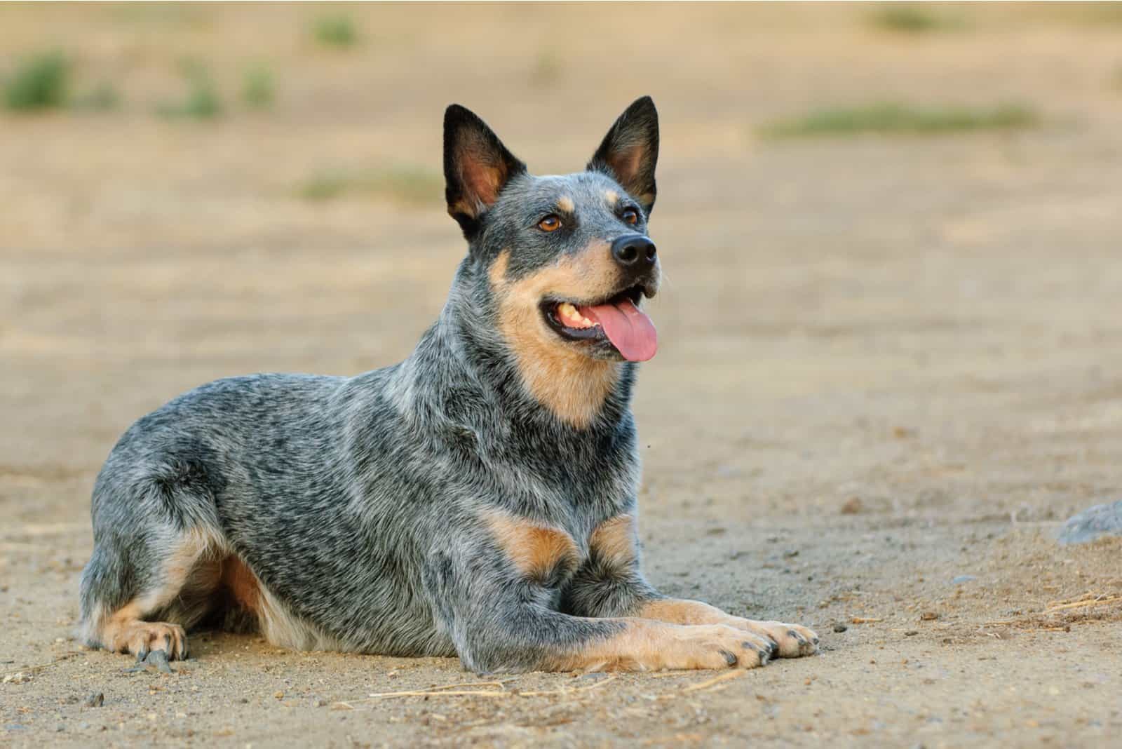 Australian Shepherd Blue Heeler sitting outside