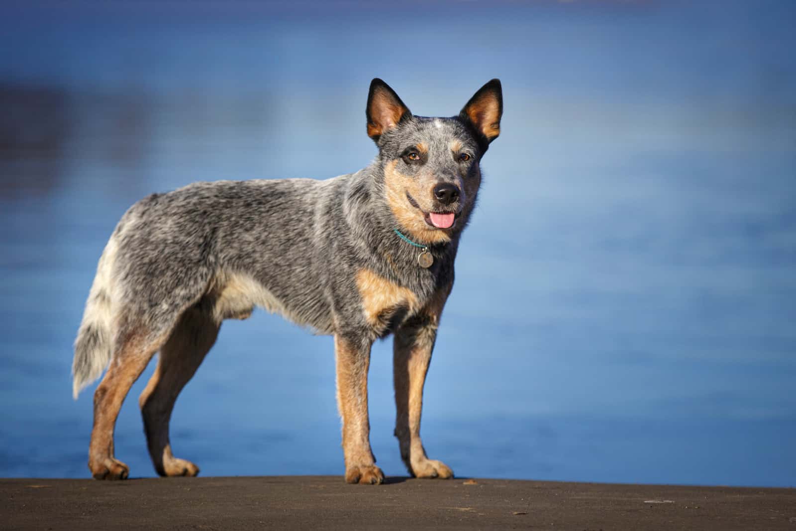 Australian Shepherd Blue Heeler standing by lake