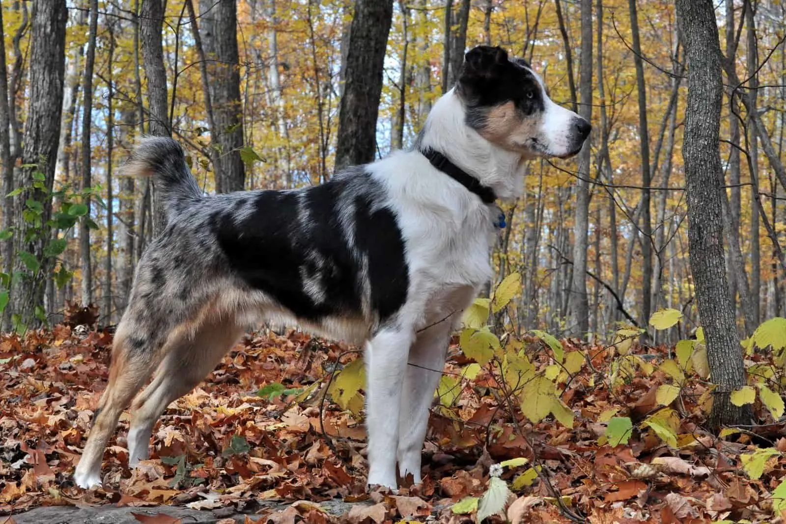 Australian Shepherd Blue Heeler standing in woods