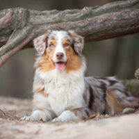 Australian Shepherd sitting outside