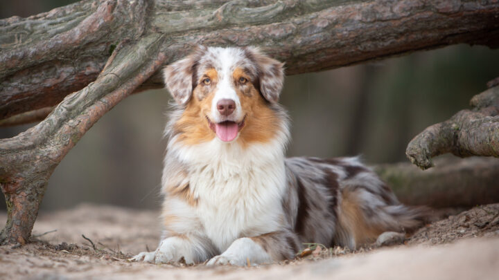 Australian Shepherd Growth Chart: Your Guide To Aussie Puppy Growth