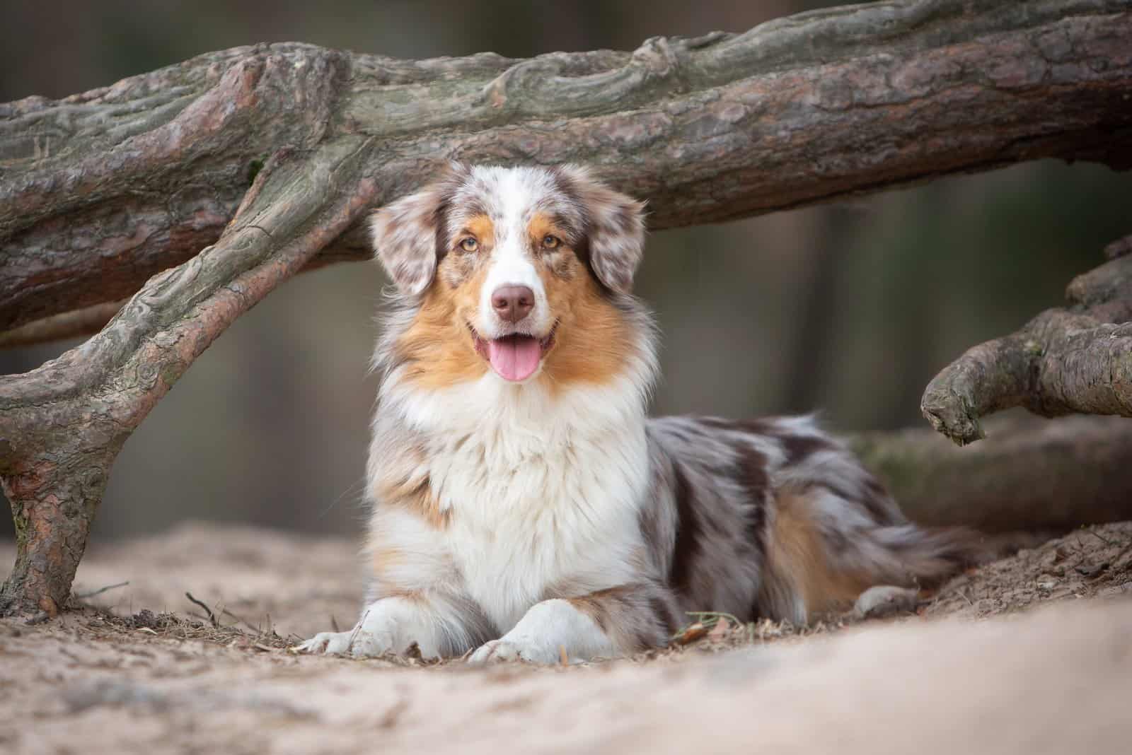 mini australian shepherd size comparison