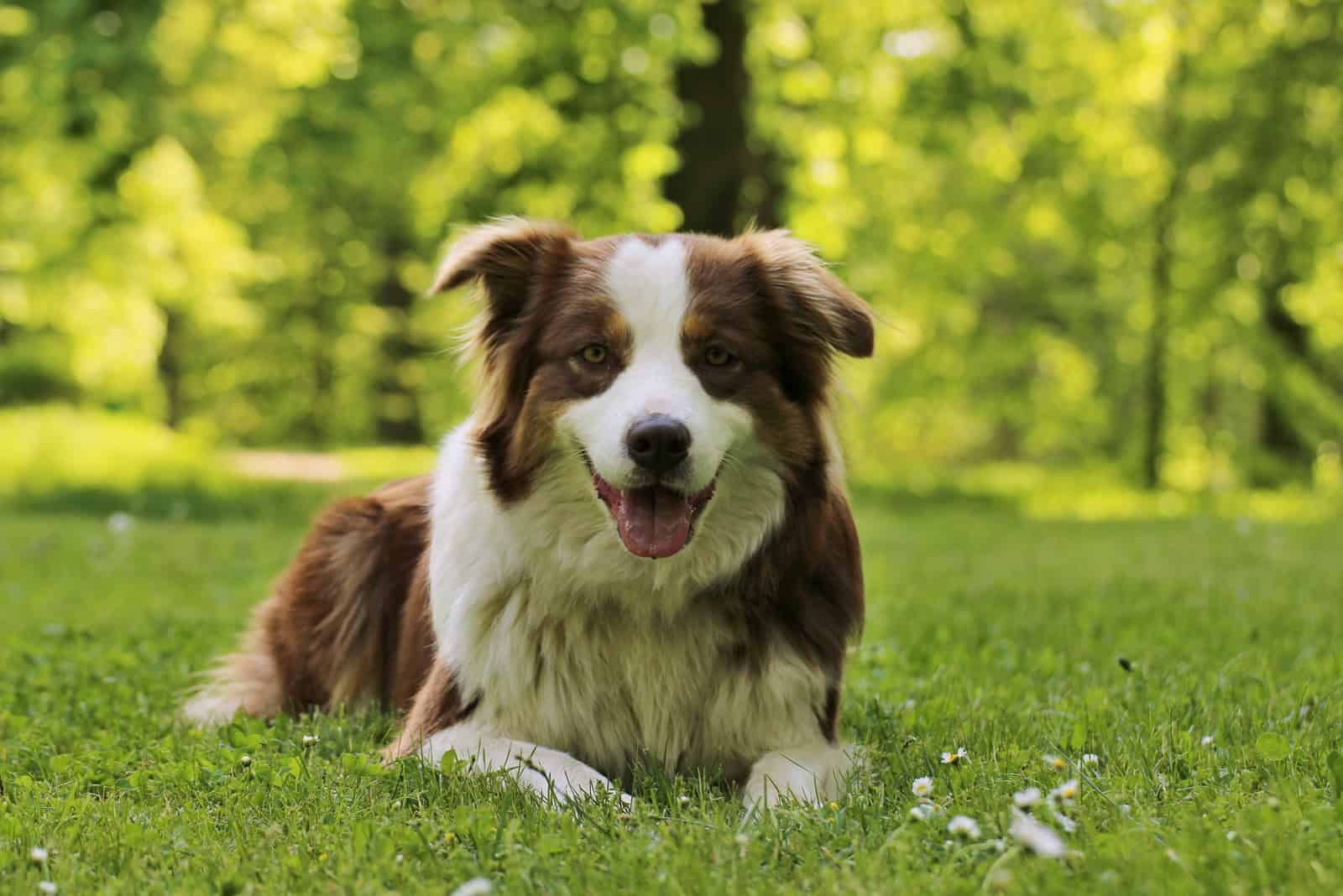 Australian Shepherd lying on grass