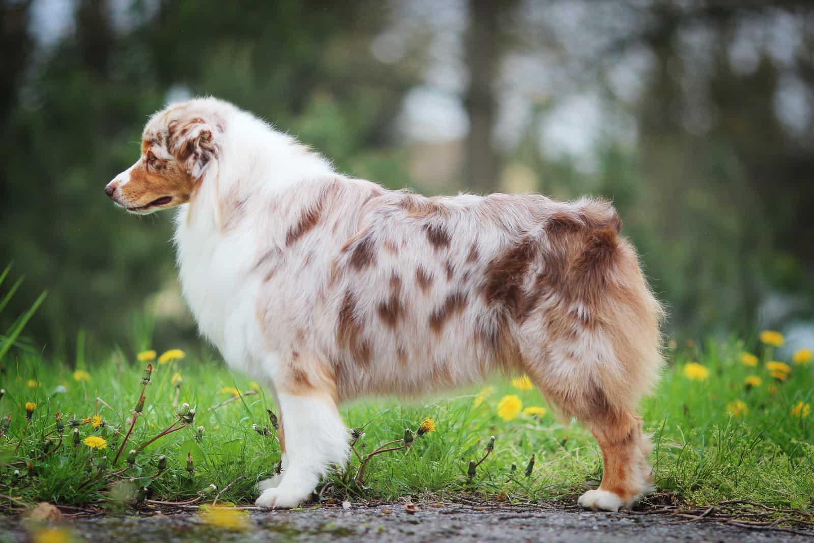 Australian Shepherd standing outside