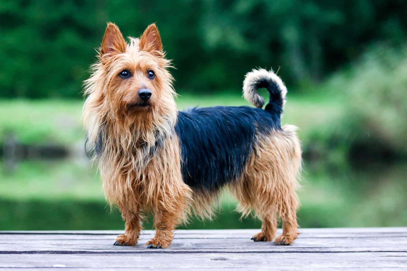 Australian Terrier standing outside