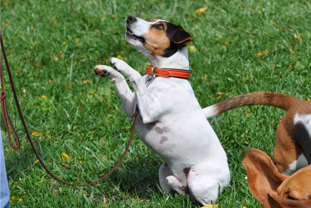 Jack Russell Mixes A Doggy Alphabet You’ll Want To Learn