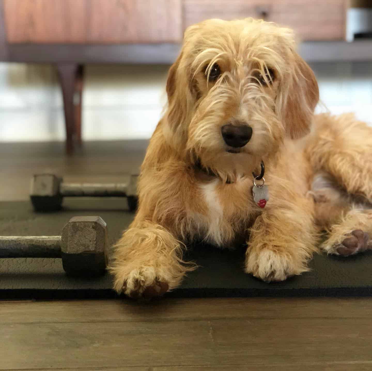Bassetdoodle laying in the room for exercise