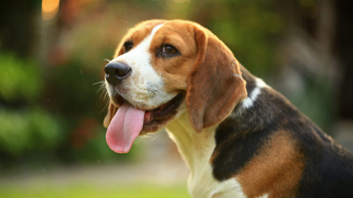 Beagle Growth Chart: Everything You Need To Know Before Buying
