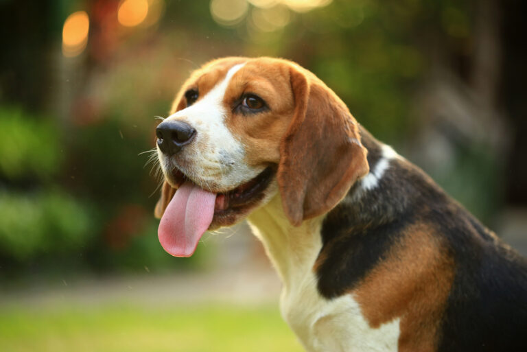 portrait of a beagle
