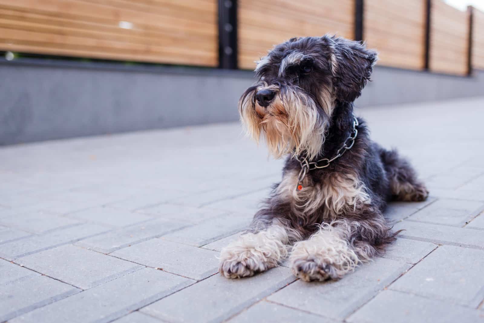 Beautiful portrait of miniature schnauzer outdoors