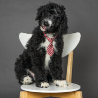 bernedoodle on a chair
