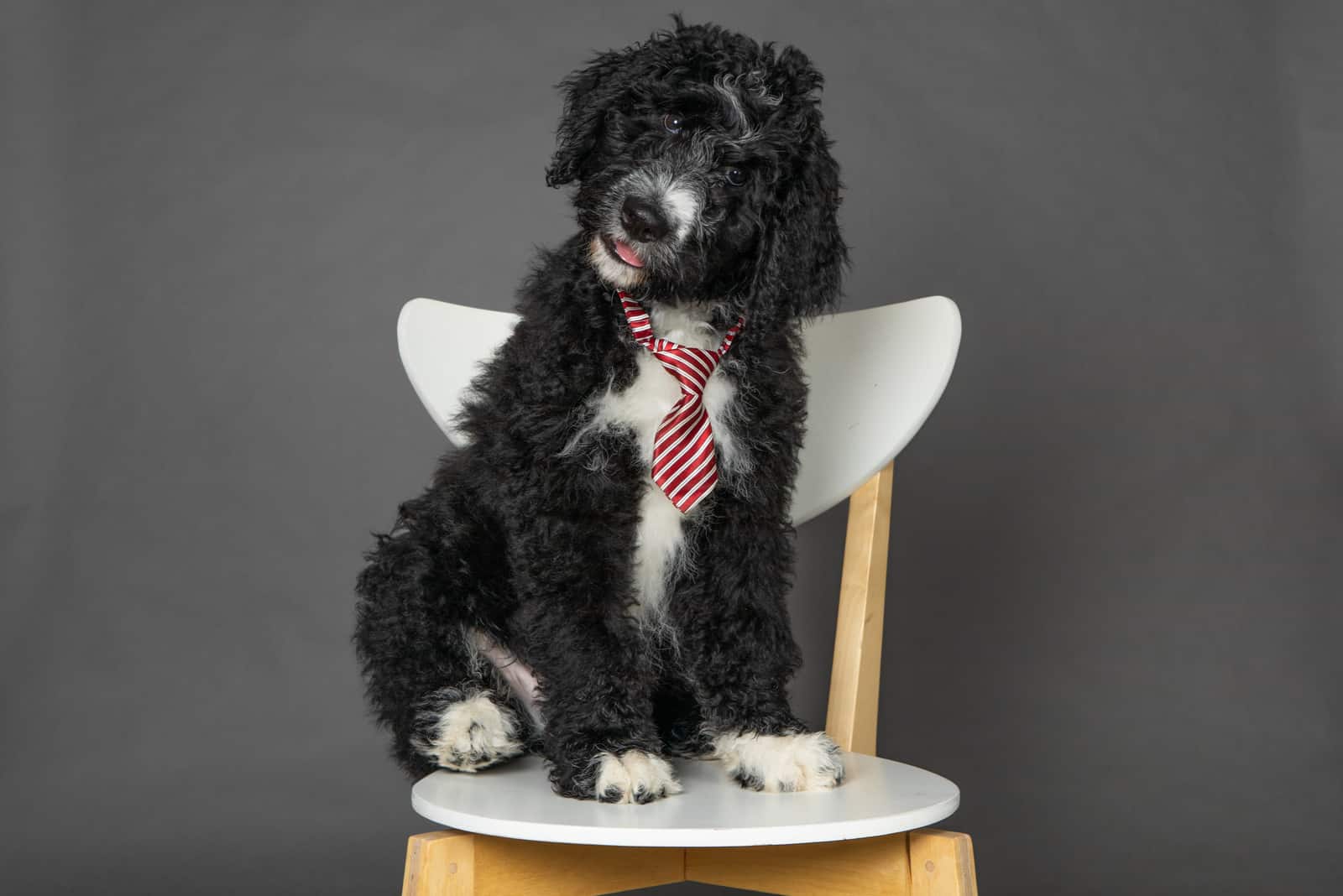 bernedoodle on a chair