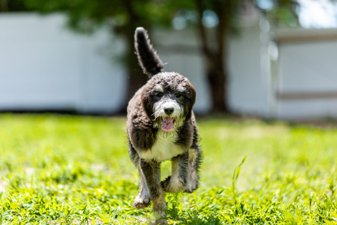 9 Cutest Bernedoodle Haircuts For Your Dog (With Pics)