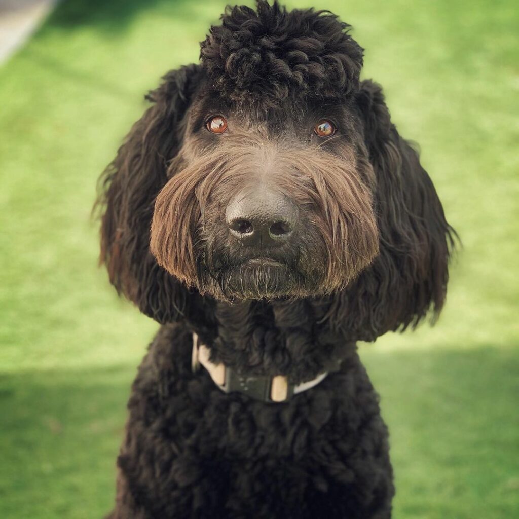 9 Cutest Bernedoodle Haircuts For Your Dog (With Pics)