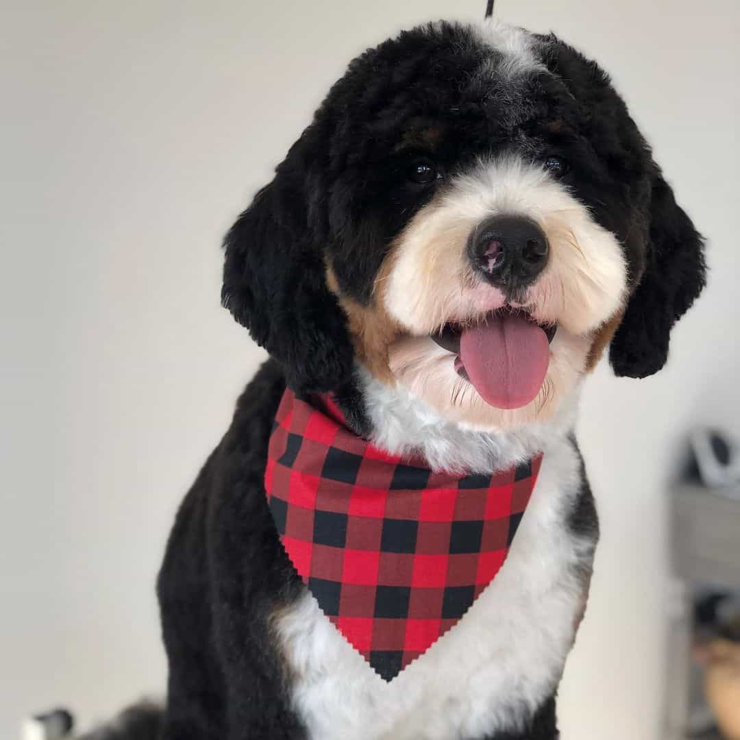 Bernedoodle Poodle Cut