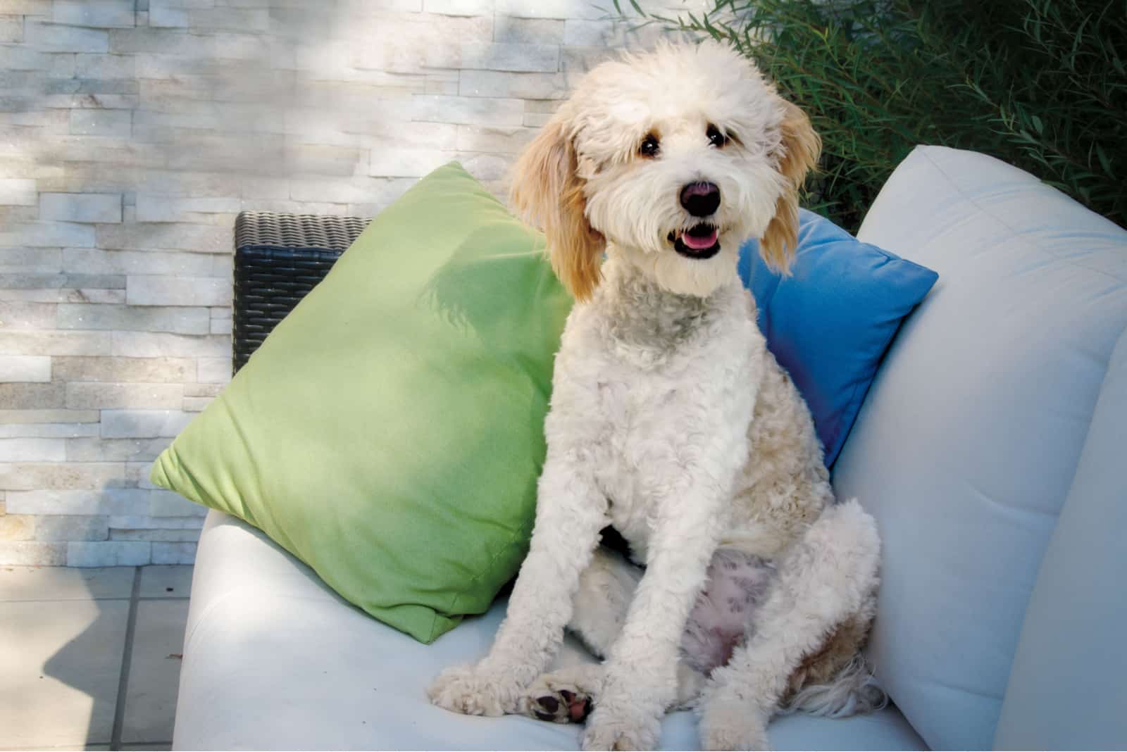 Bernedoodle Puppy Cut