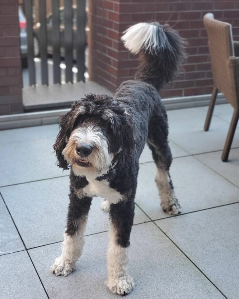 9 Cutest Bernedoodle Haircuts For Your Dog (With Pics)