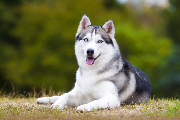Husky lies on the grass and rests