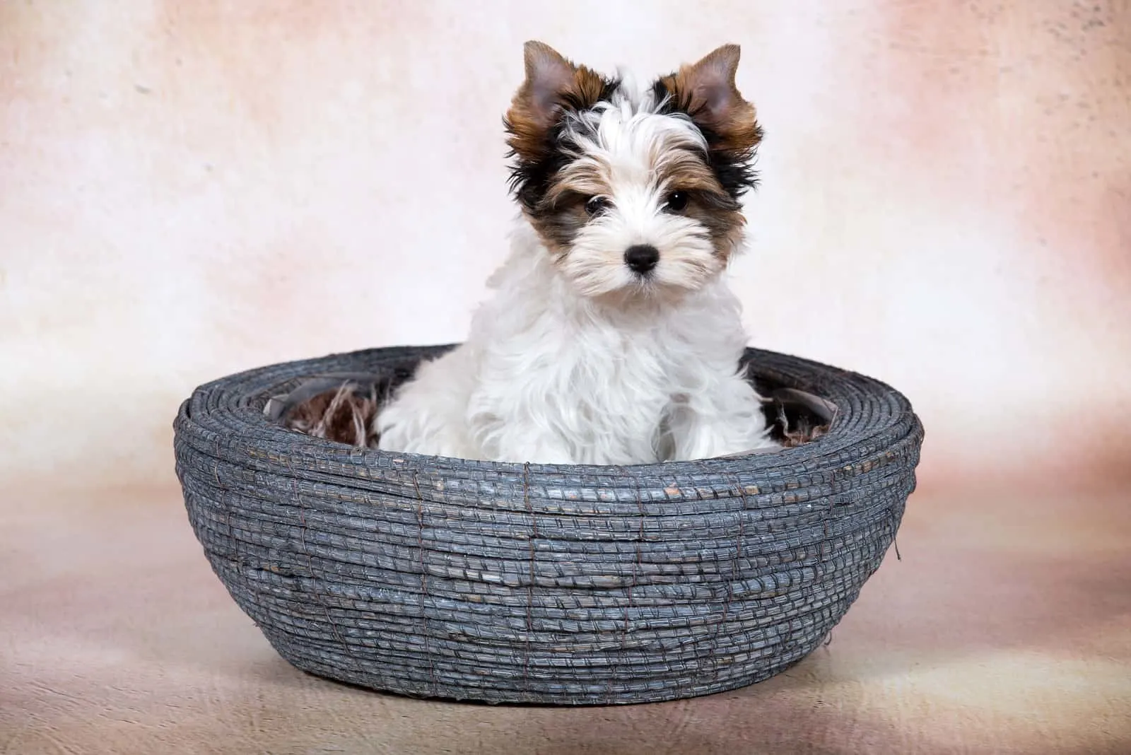 Biewer Terrier in a big bowl