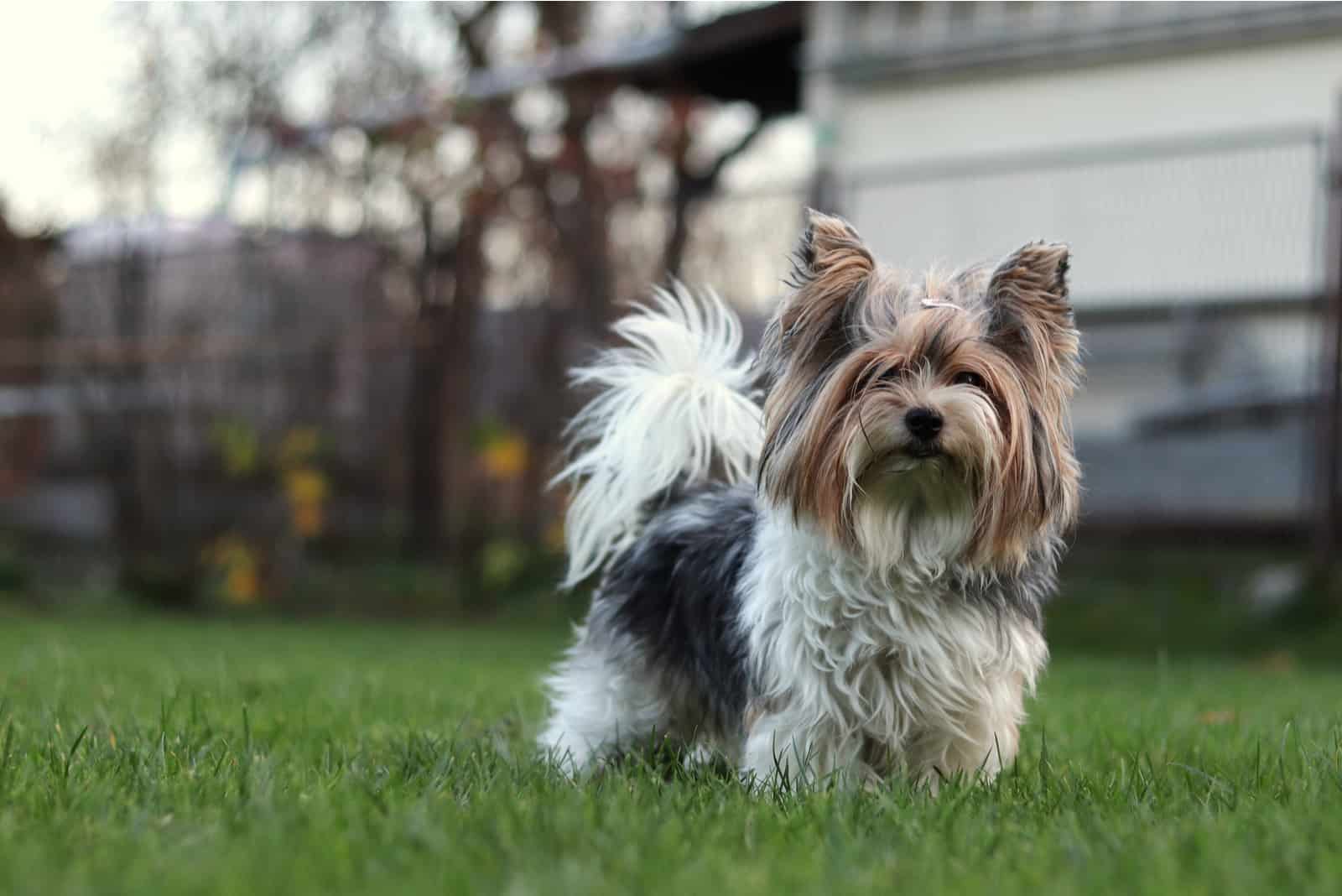 Biewer Terrier standing on the grass