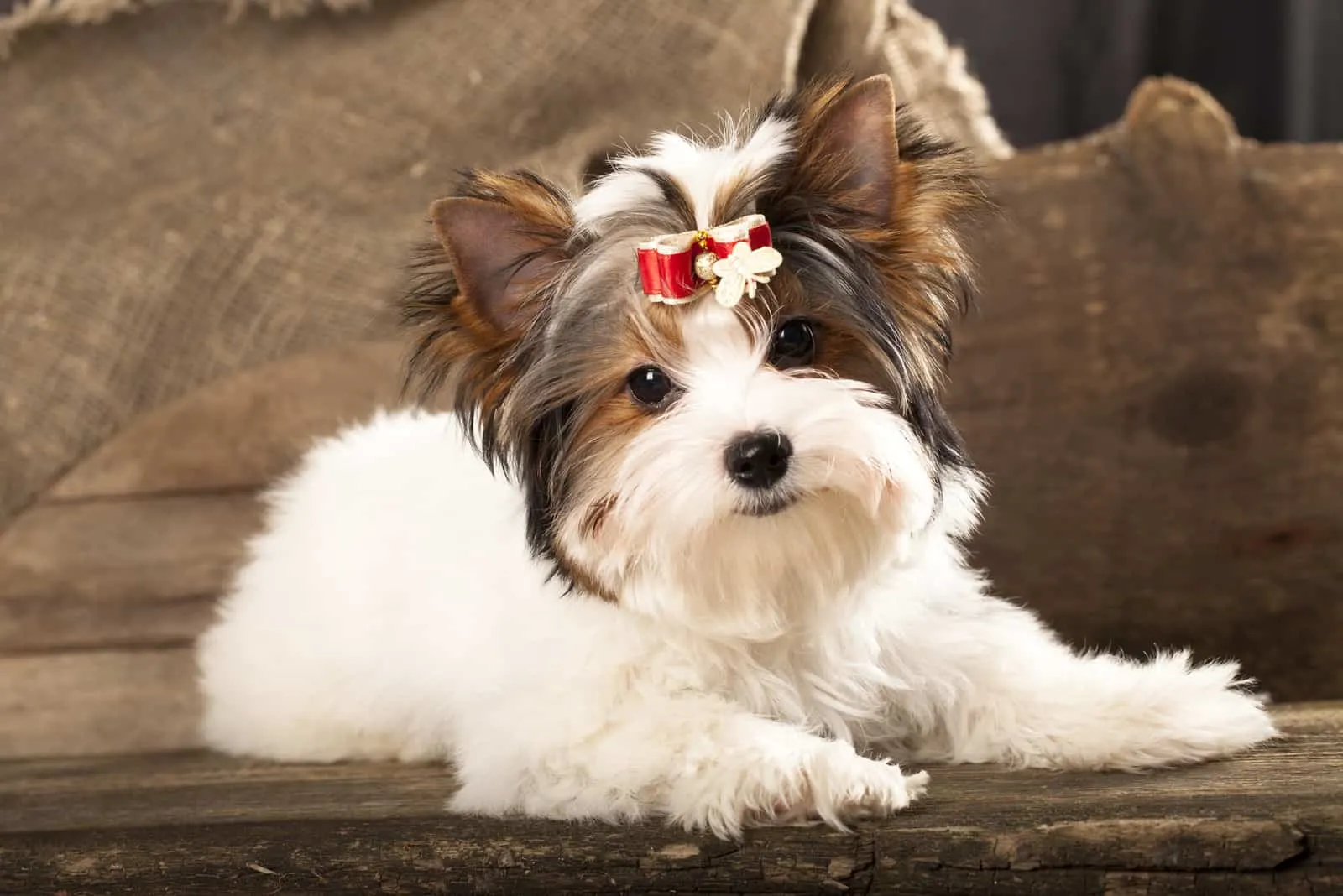 Biewer Terrier with a bow in hair