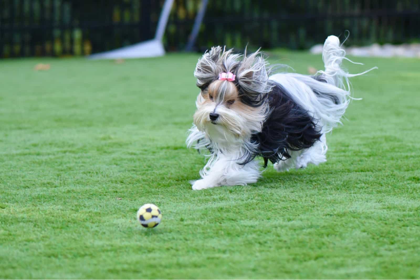 Biewer Yorkshire Terrier running after a yellow soccer ball 