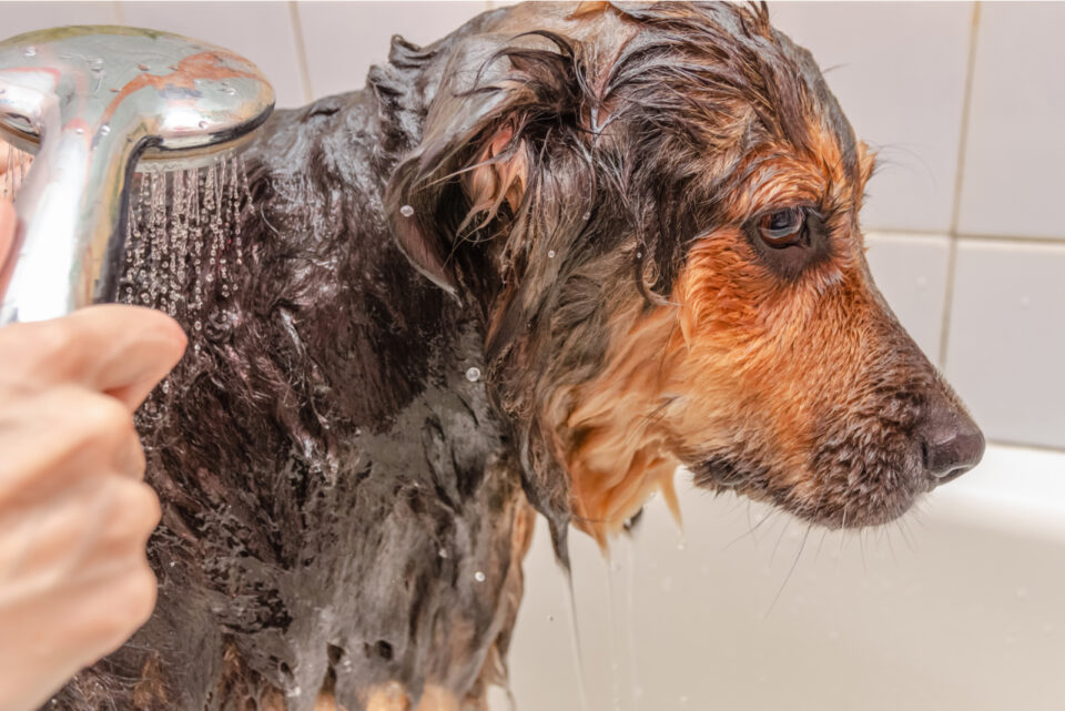How Often Should You Bathe A German Shepherd? 10 Bathing Tips