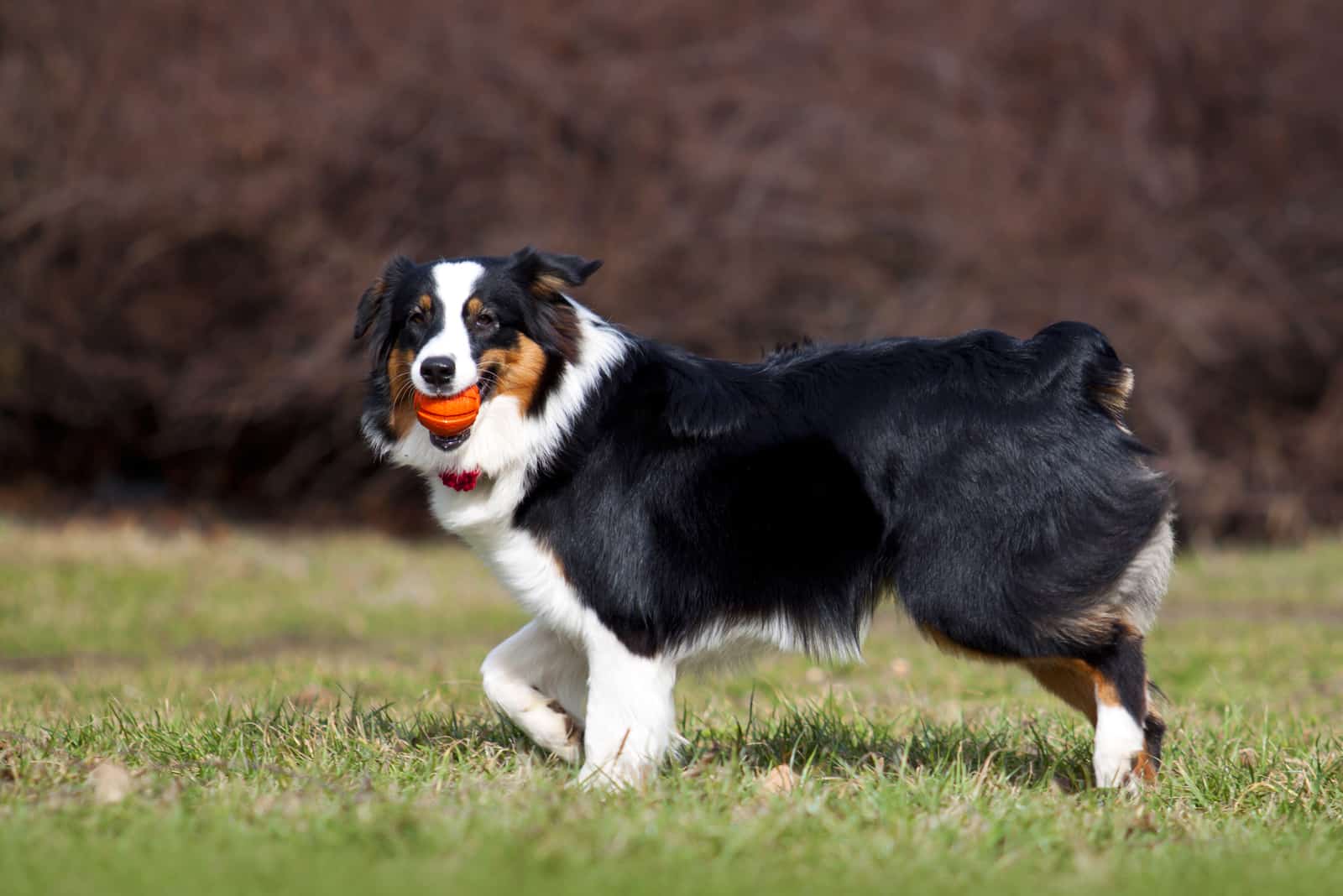 Black Australian Shepherd playing in garden outside