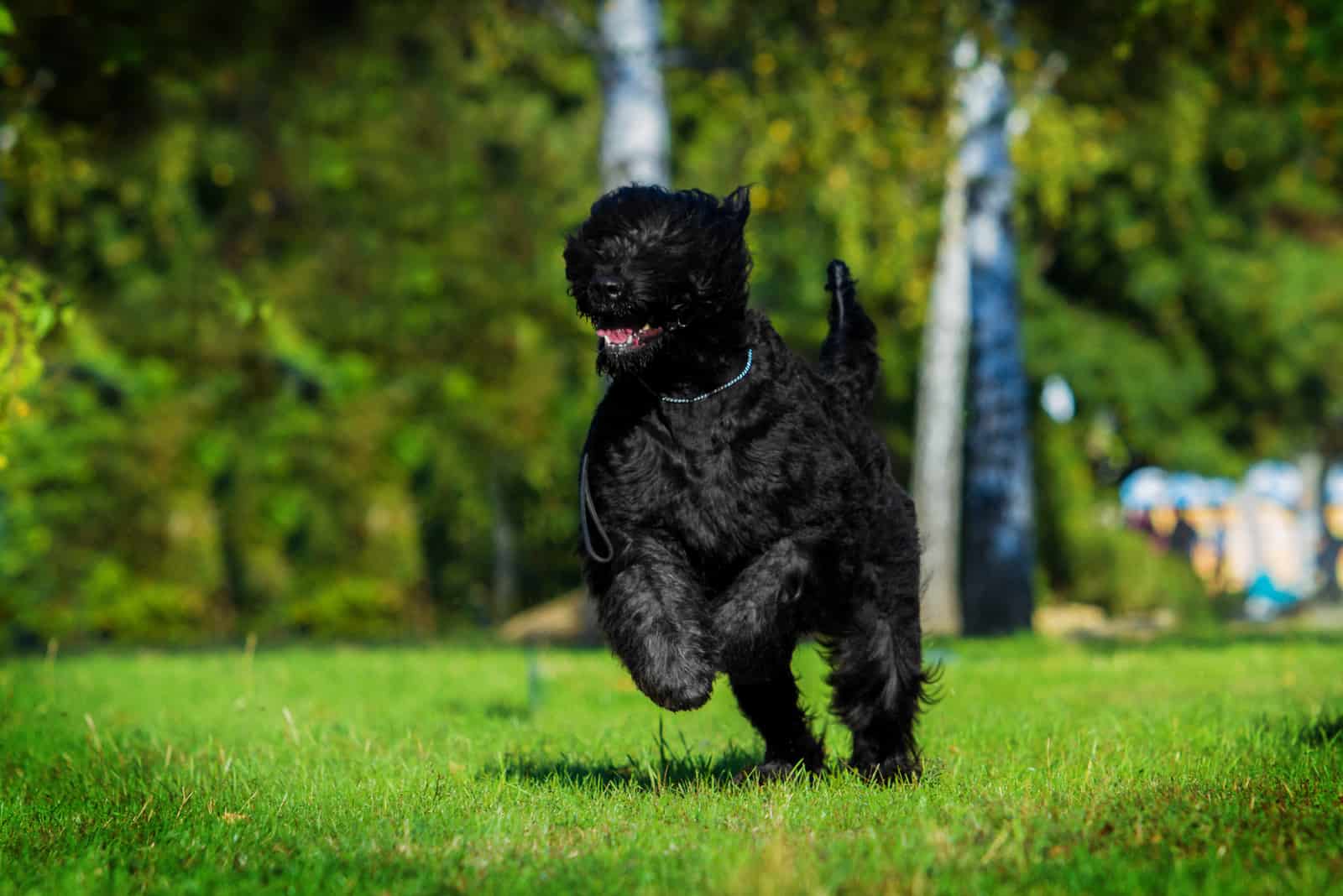 Black Russian Terrier running in the park