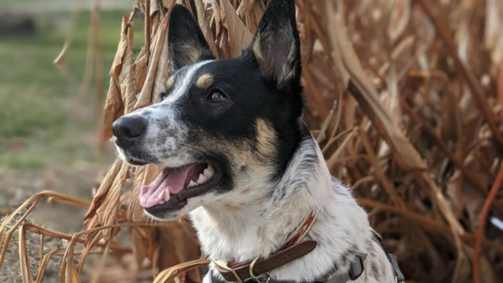 Blue Heeler German Shepherd Mix: Meet This Mesmerizing Breed