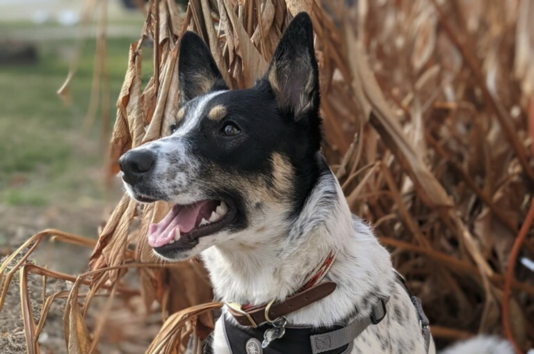 blue heeler german shepherd mix dog