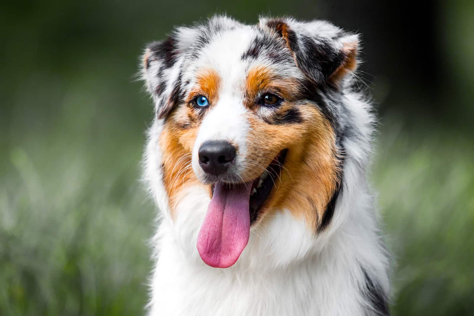 Blue Merle Australian Shepherd posing with tongue out