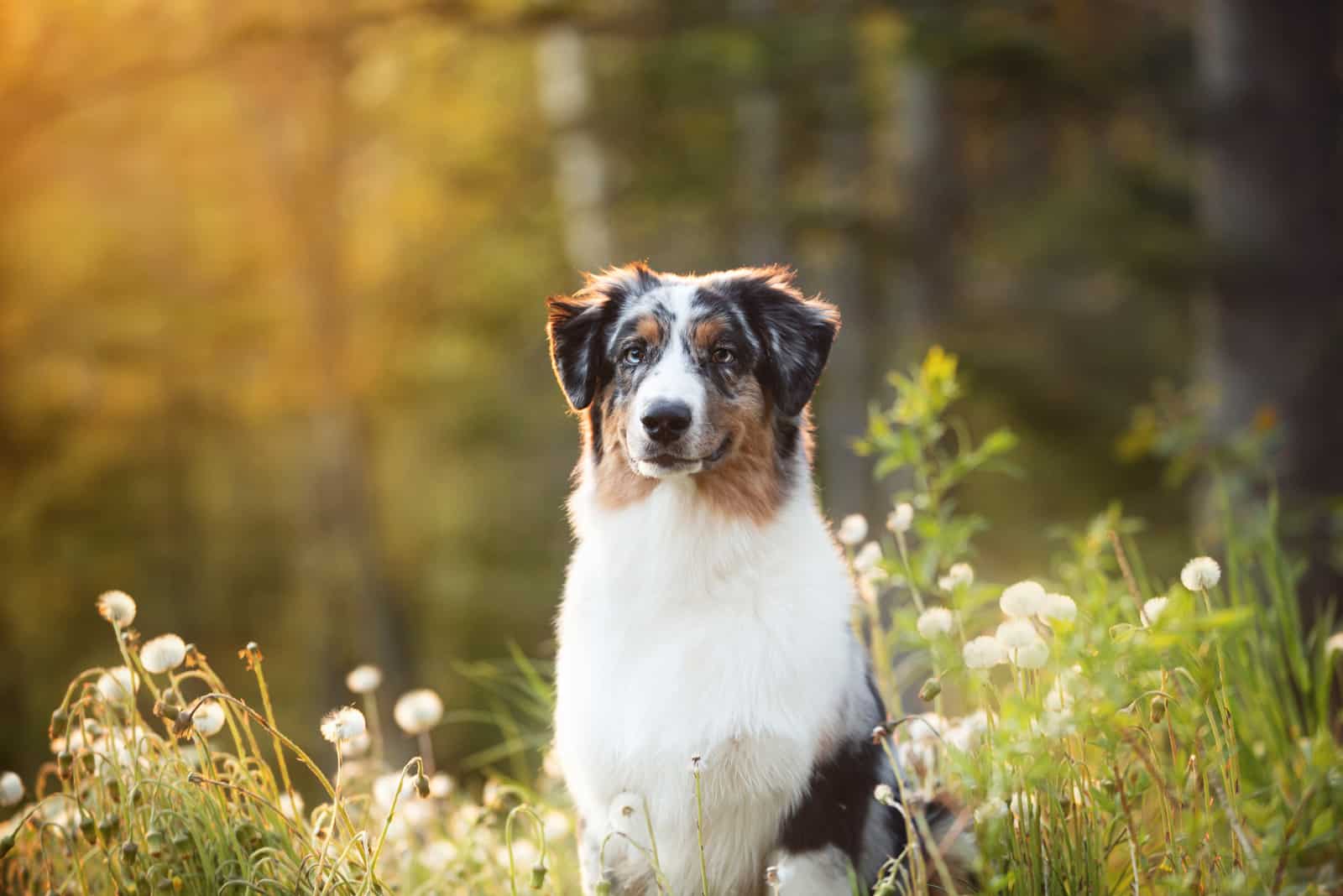 Blue merle Australian shepherd dog in the forest at sunset