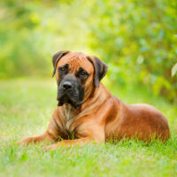 boerboel dog lying in the grass