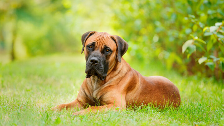 Boerboel Cost: Can You Afford This Giant Yet Loving Dog?