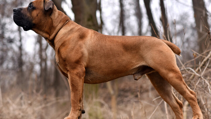 Boerboel Growth Chart: How Big Does The Mighty Boerboel Dog Get?