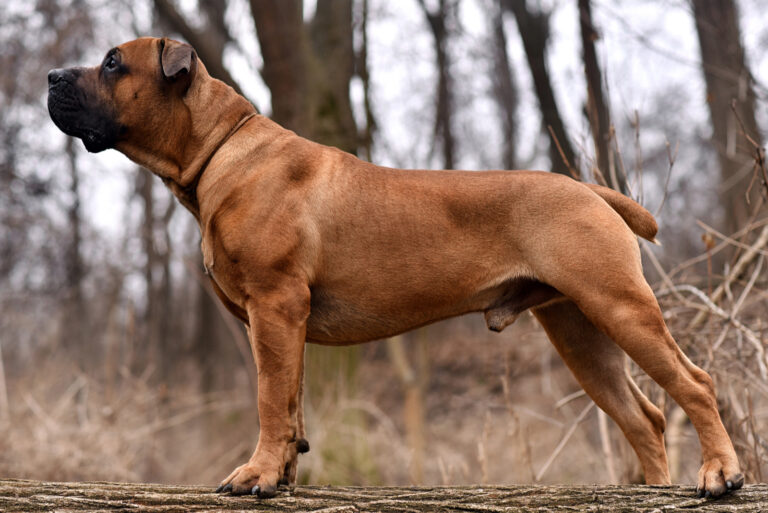 grown boerboel