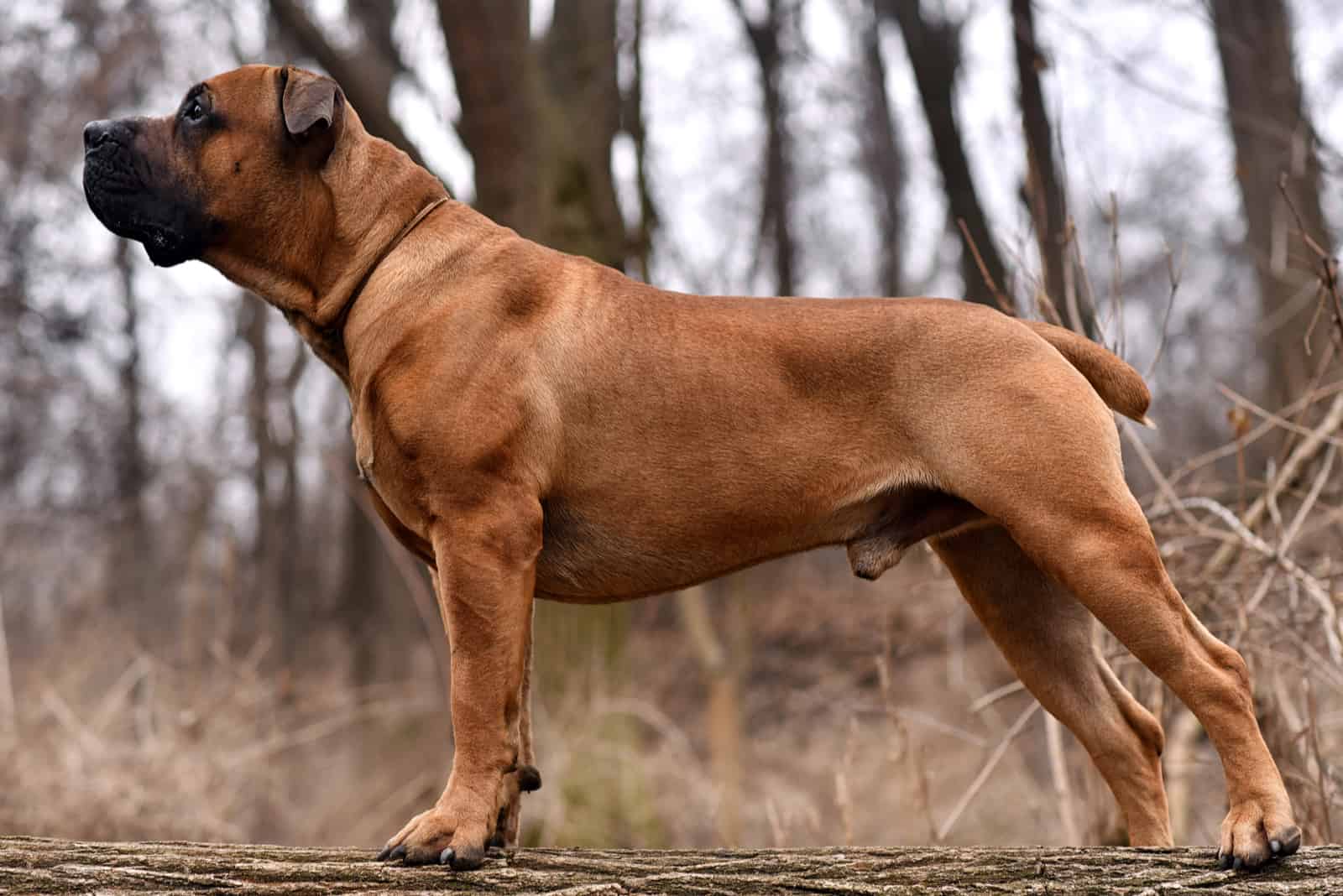 Boerboel Growth Chart: How Big Does The Mighty Boerboel Dog Get?