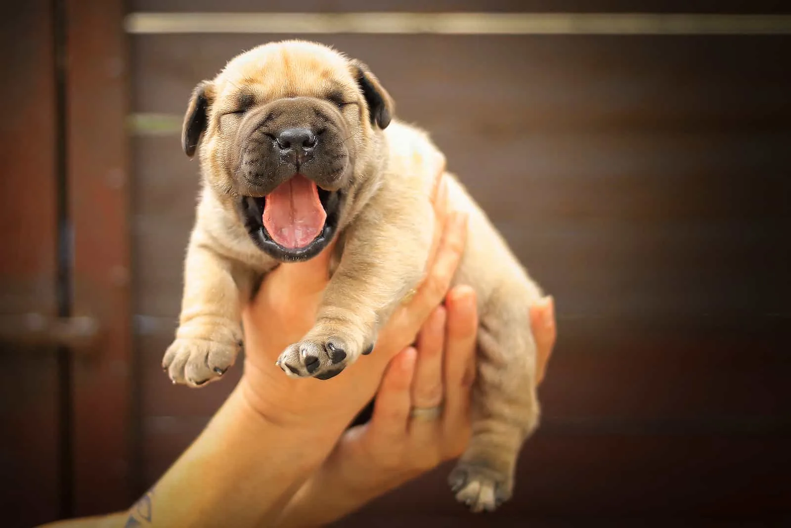 Boerboel puppy in human hands