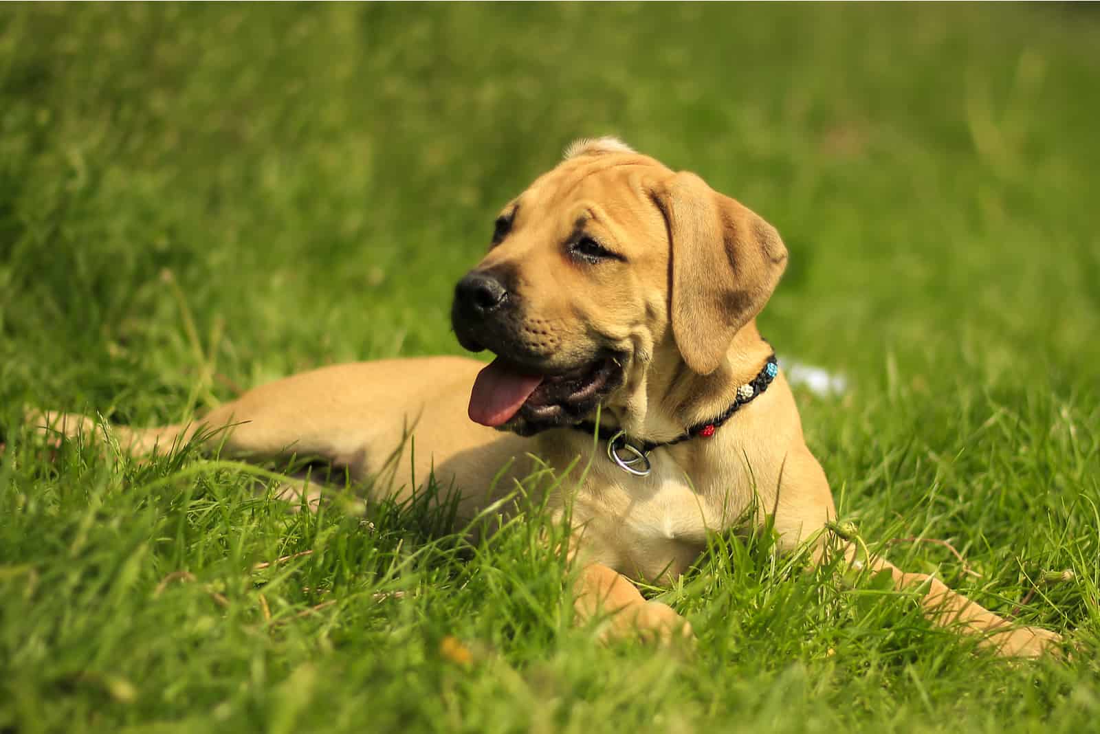 Boerboel puppy lying in the grass