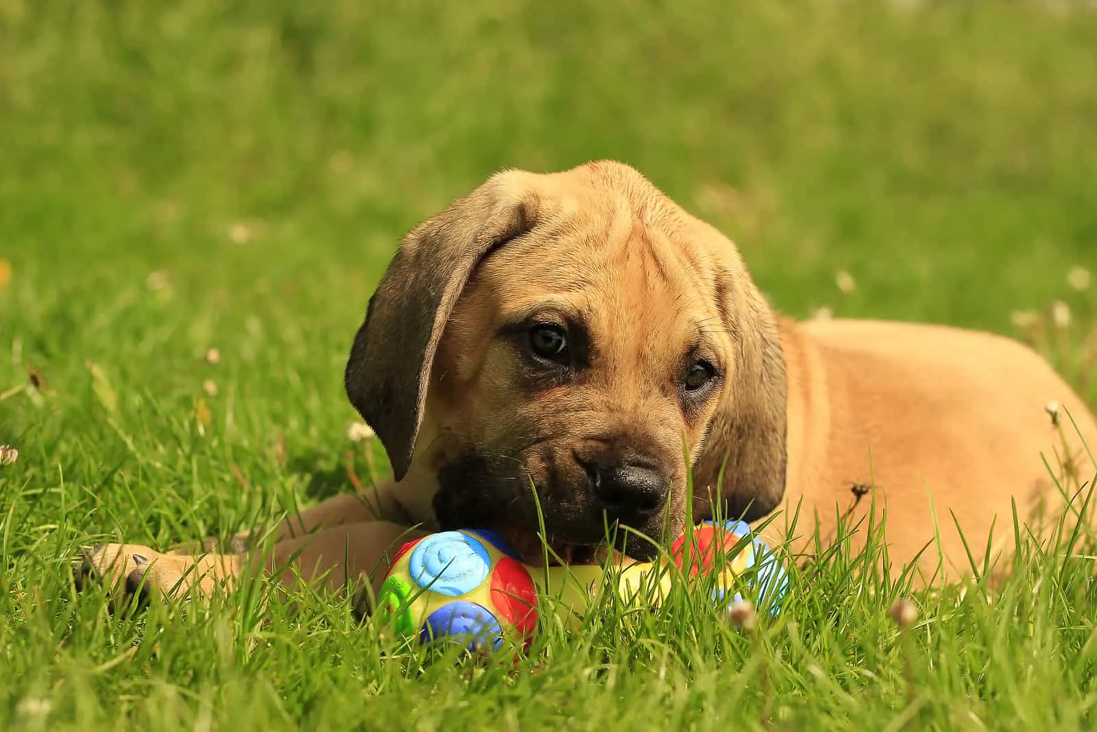 Boerboel puppy playingwith ball in the grass