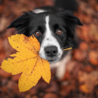 border collie holding a leaf