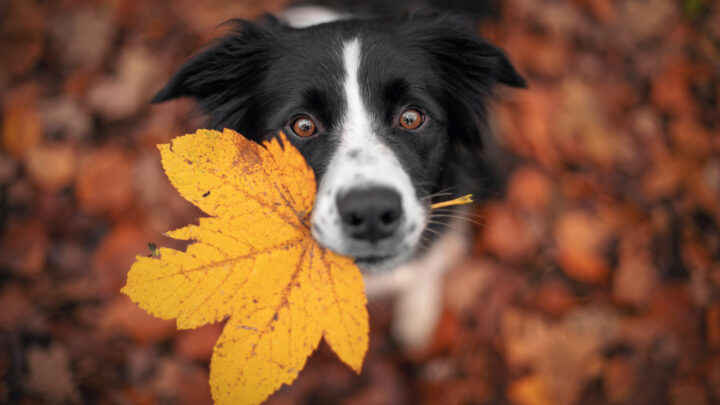 Border Collie Growth Chart – Everything You Need to Know