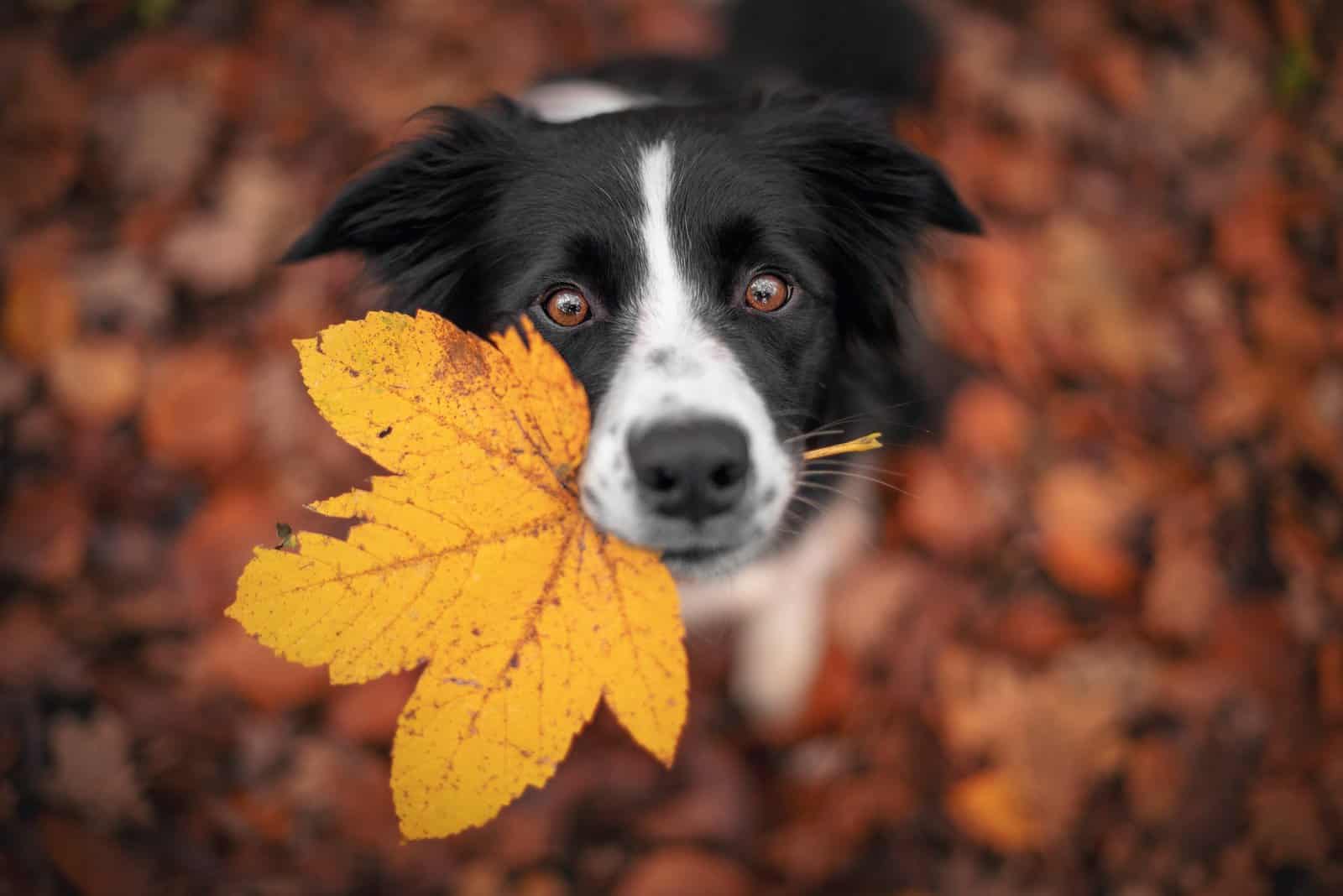 Border Collie Growth Chart – Everything You Need to Know