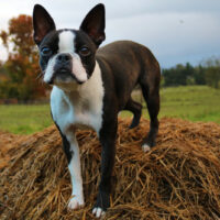 boston terrier standing on hay